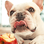 Antioxidants for Dogs