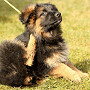 Flea-Borne Diseases