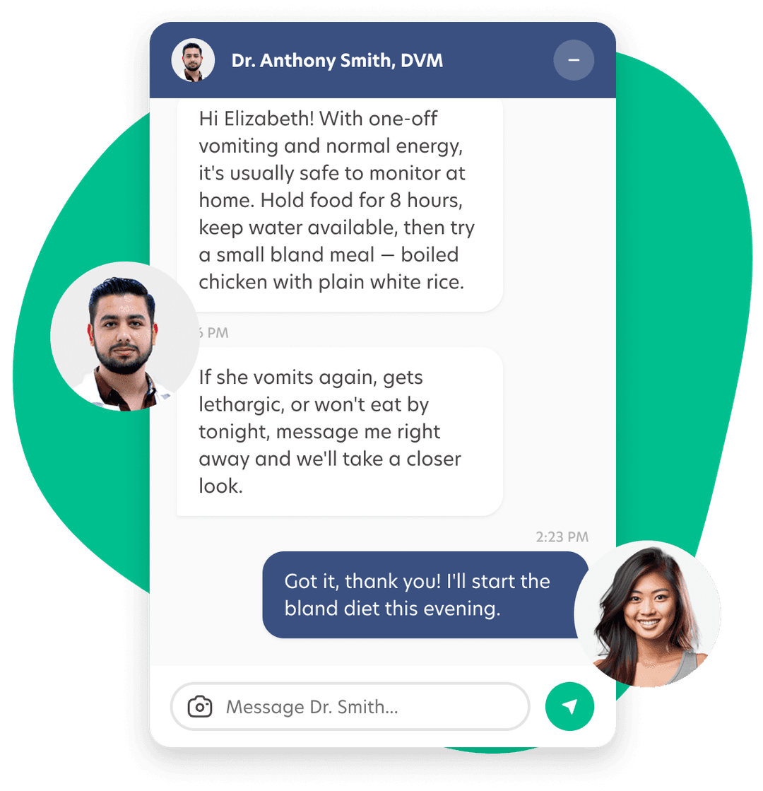 Vet Chat app showing a conversation with a licensed vet